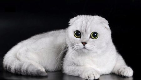 Особенности белых вислоухих шотландских кошек
