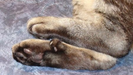 Пальцы у кошек: их функции и количество