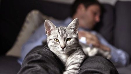 Почему кошки спят в ногах у хозяина?