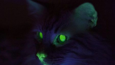 Почему у кошек в темноте светятся глаза?