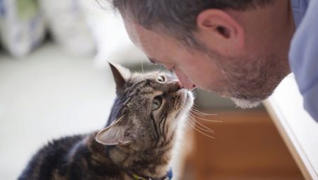Понимают ли кошки человеческую речь и как это выражается?