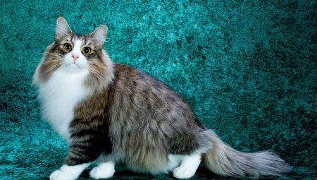 Пушистые кошки: лучшие породы и особенности ухода за ними