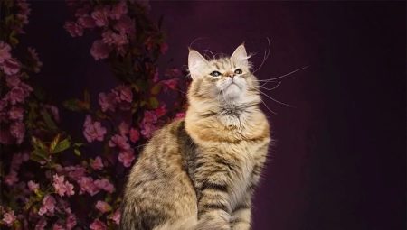 Порода кошек сибирская окрасы thumbnail