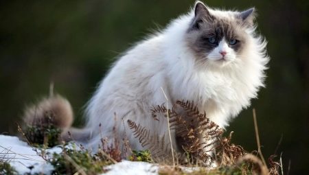 Серо-белые коты: описание внешнего вида и особенности поведения