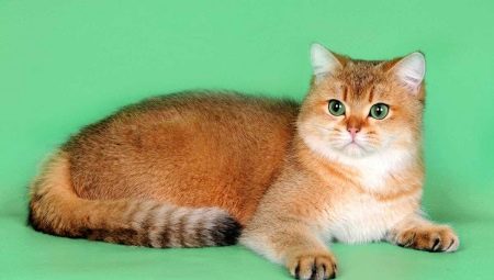 Шотландские кошки золотого окраса: характеристика и особенности ухода