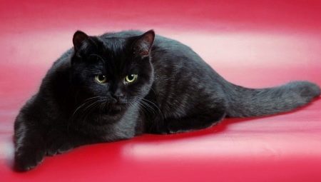 Шотландские коты черного окраса
