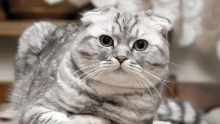 Вислоухая Кошка Фото Описание Породы