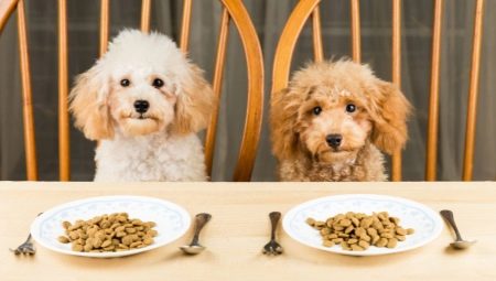 Сухие корма для собак: классы, критерии выбора и правила кормления