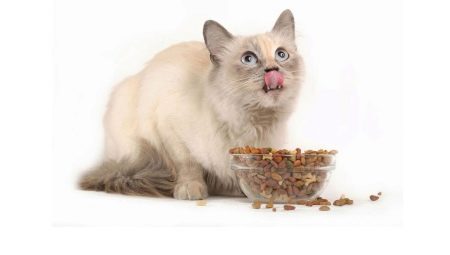 Сухой корм для стерилизованных кошек: свойства, производители, выбор и режим питания