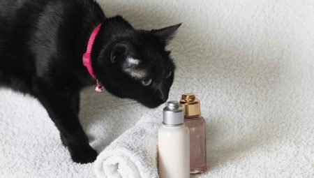 Сухой шампунь для кошек: как выбрать и пользоваться им?