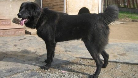 Тувинские овчарки: описание породы и особенности содержания собак