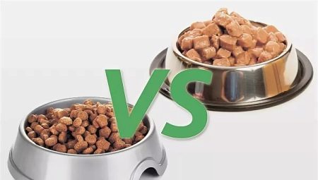 Влажный и сухой корм: каким лучше кормить кошку?