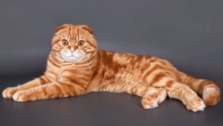 Внешний вид, характер и содержание рыжих шотландских котов