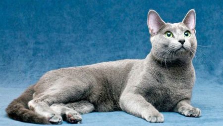 русская голубая кошка цвета