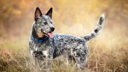 Австралийские пастушьи собаки: история породы, темперамент и правила ухода