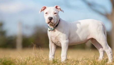 Белый стаффордширский терьер: описание и секреты ухода за собаками