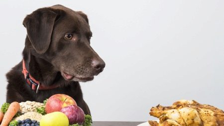 Чем и как кормить собак?