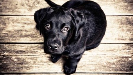 Черные собаки: особенности окраса и популярные породы