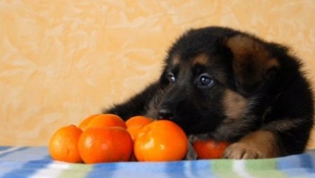 Цитрусовые для собак: можно ли давать, в чем польза и вред?