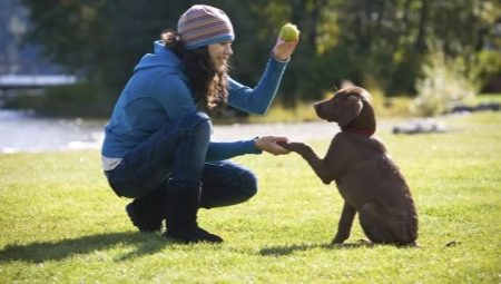 Дрессировка щенков и взрослых собак: особенности и основные команды