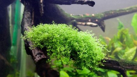 Хемиантус: виды и содержание аквариумных растений