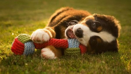 Игрушки для собак: виды и выбор