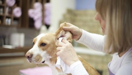 Как чистить уши собаке в домашних условиях?