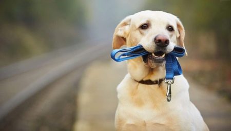 Как правильно выгуливать собак?