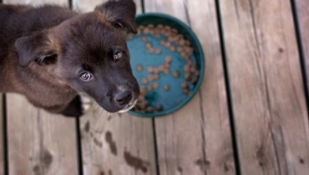 Корма холистики для собак мелких пород: виды и критерии выбора