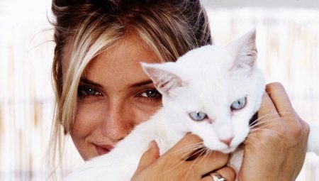 Кошки и их хозяева: любят ли коты своих хозяев и могут ли их забыть? 