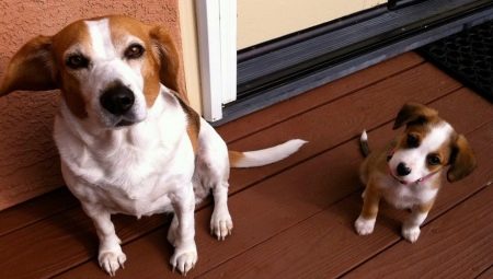 Метрика щенка и взрослой собаки: что это такое и как ее заполнять?