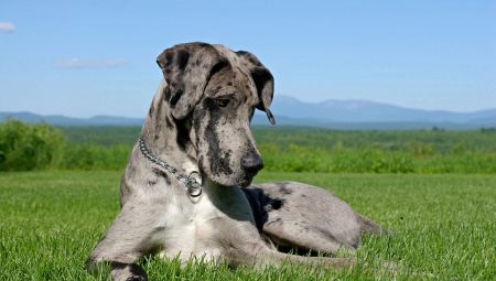 Nemeckij Dog 73 Foto Harakteristika Porody Shenki Chernogo I Mramornogo Golubogo I Drugih Okrasov Harakter Sobak