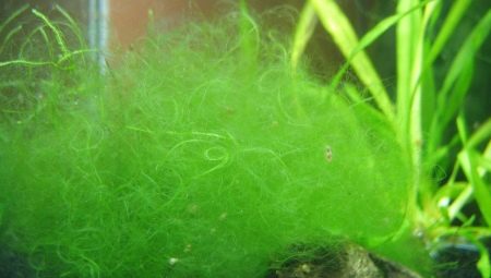 Нитчатка в аквариуме: причины появления водорослей и способы борьбы