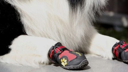 Обувь для собак: виды и рекомендации по выбору