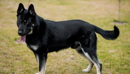 Охранные породы собак: виды, выбор и дрессировка