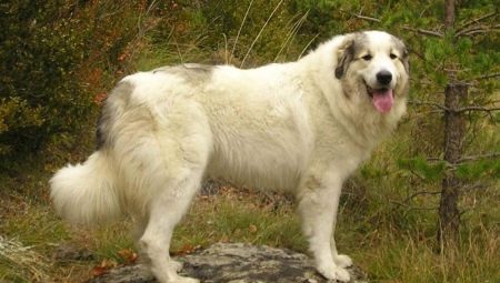 Пиренейская горная собака: характеристика и выращивание породы