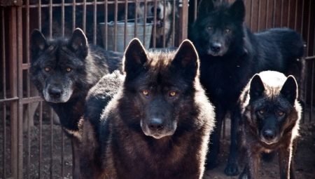 Помеси собаки и волка: особенности и виды