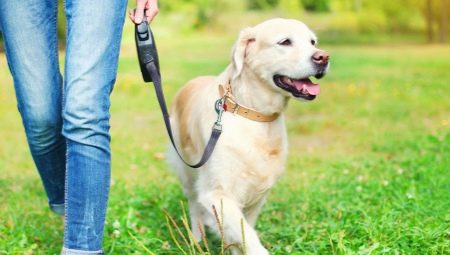 Поводок-рулетка для собак: как выбрать и использовать?