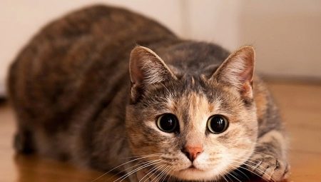 Психология кошек: полезная информация о поведении