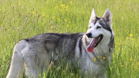 Северная инуитская собака: как выглядит и как за ней ухаживать?