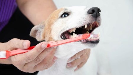 Виды и рекомендации по выбору зубных щеток для собак