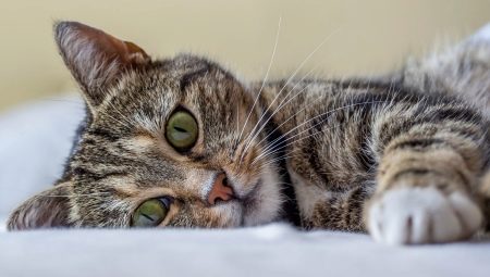 Все о кошках: описание, виды и содержание 
