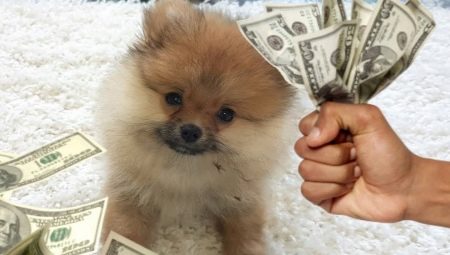 Все о налогах на собак