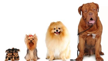 Все о размерах собак: разновидности и способы измерения