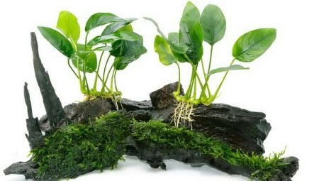 Аквариумное растение анубиас: виды, содержание и разведение