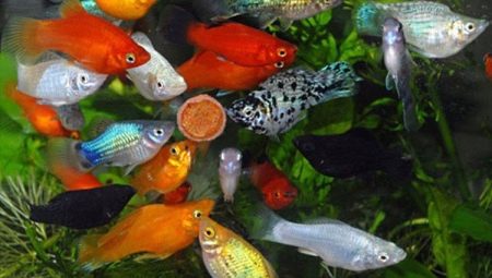 Аквариумные рыбы моллинезии: разновидности, выбор, уход, размножение