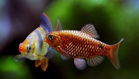 Барбус: описание, виды аквариумных рыб и содержание