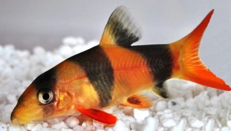 Боции: виды аквариумных рыб и особенности их содержания 