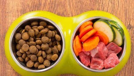Что лучше: натуральный или сухой корм для собак?