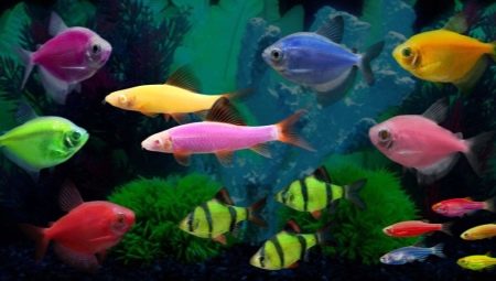 Глофиш рыбки: светящиеся флуоресцентные обитатели аквариума